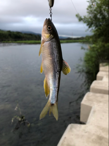 カワムツの釣果