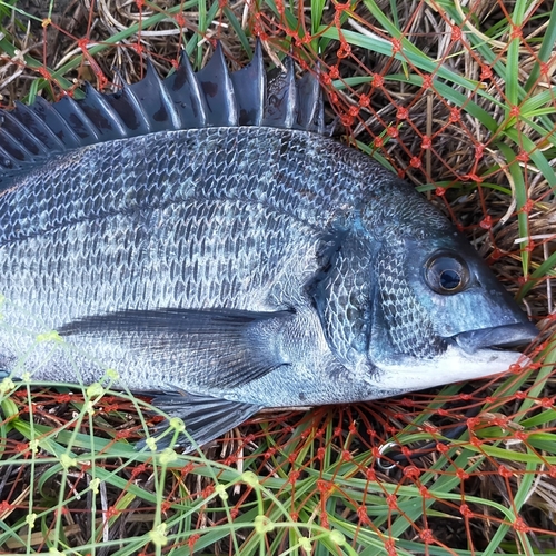 チヌの釣果