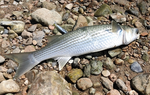 ボラの釣果