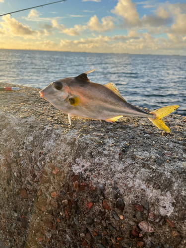 ギマの釣果