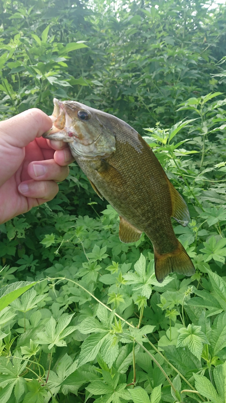 スモールマウスバス