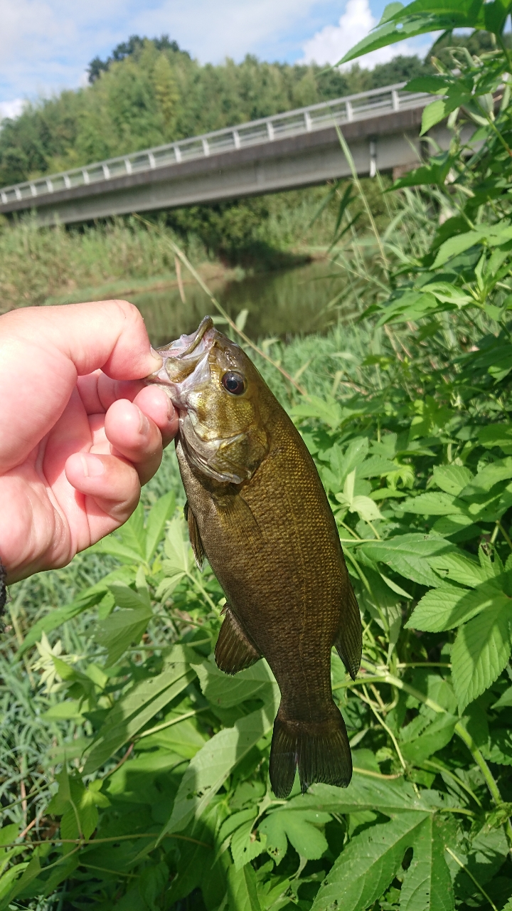 スモールマウスバス