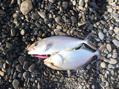 ショゴの釣果