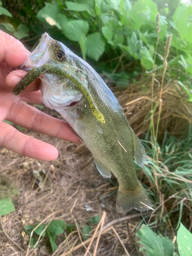 ラージマウスバスの釣果