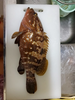 アコウの釣果