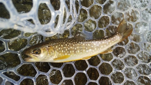 エゾイワナの釣果