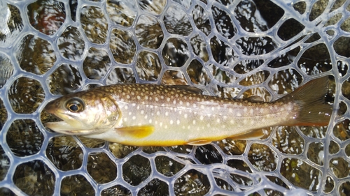 エゾイワナの釣果