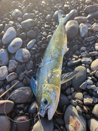 シイラの釣果