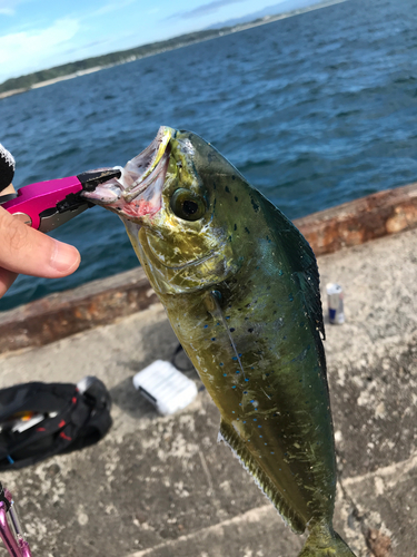 シイラの釣果