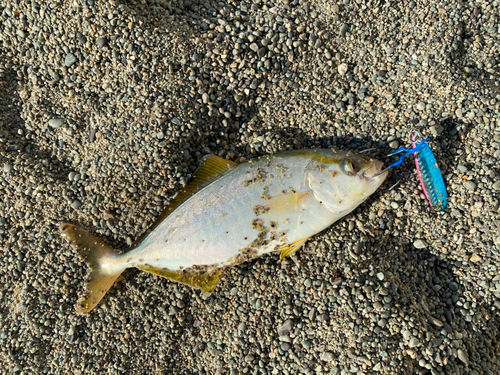 カンパチの釣果