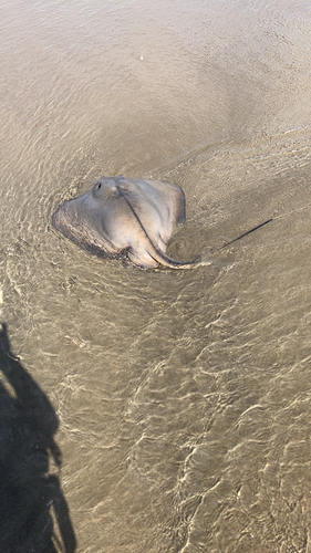 アカエイの釣果