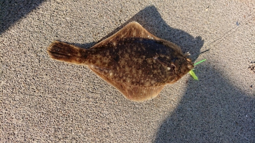 カレイの釣果