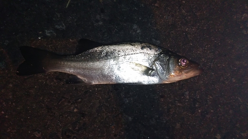 ヒラスズキの釣果