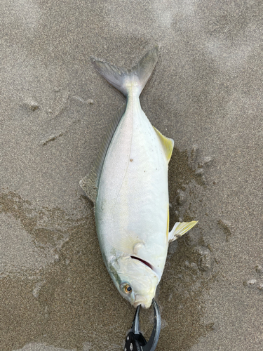 ショゴの釣果