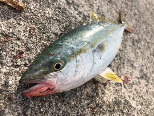 ワカシの釣果