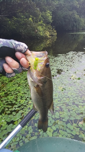 ブラックバスの釣果