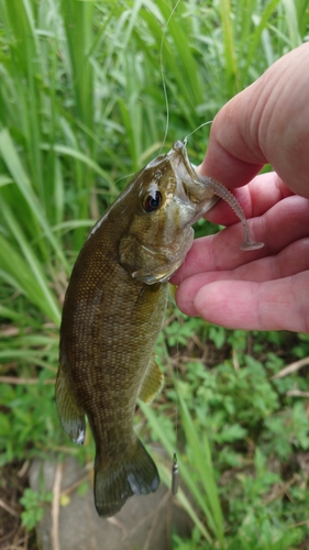 スモールマウスバスの釣果