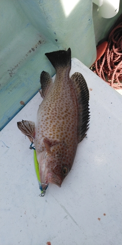 オオモンハタの釣果