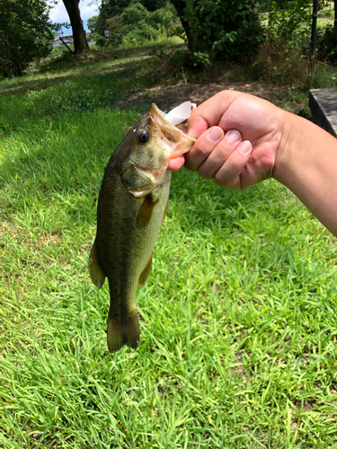 ラージマウスバスの釣果