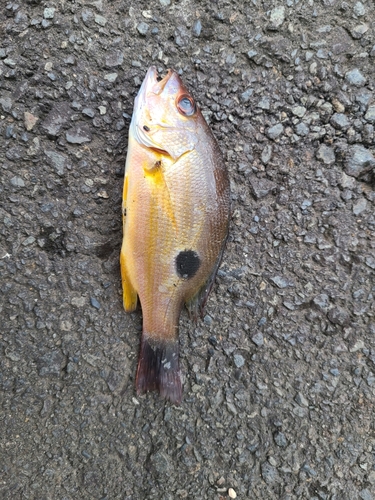 クロホシフエダイの釣果