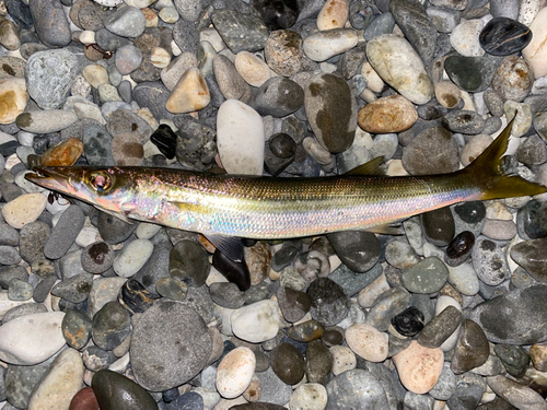 カマスの釣果