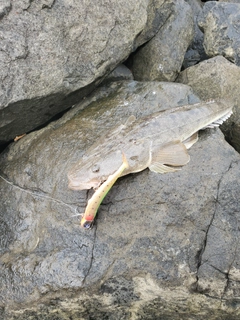 コチの釣果