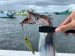 タチウオの釣果