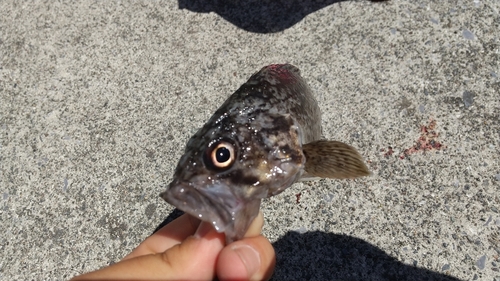 クロソイの釣果