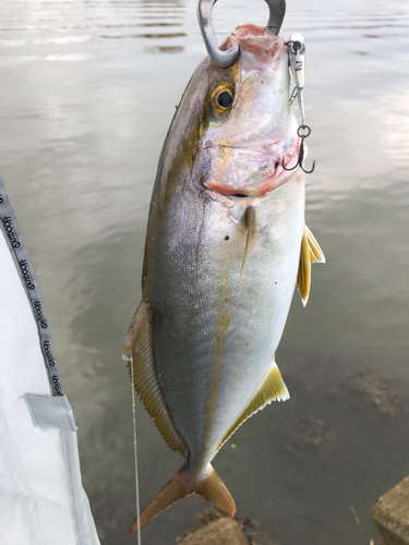 ショゴの釣果