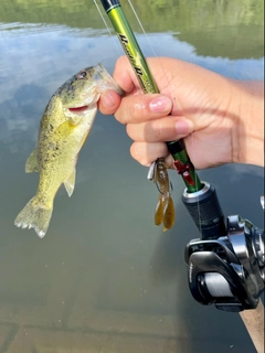 ラージマウスバスの釣果