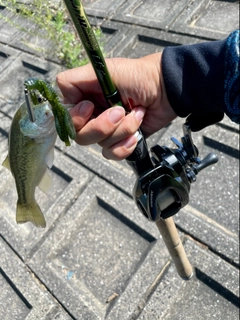 ラージマウスバスの釣果