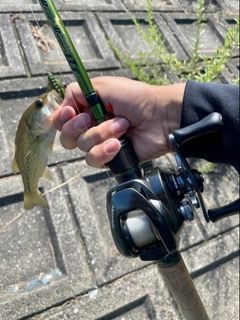 ラージマウスバスの釣果