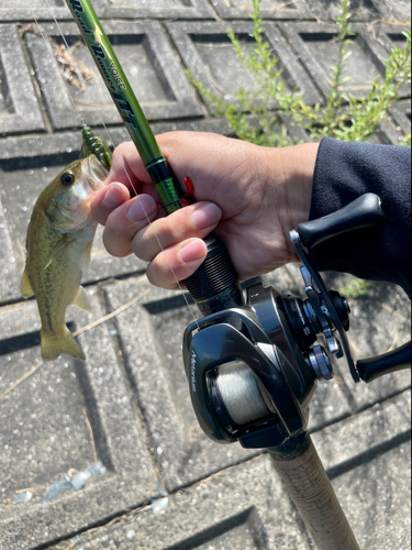 ラージマウスバスの釣果