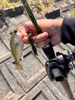 ラージマウスバスの釣果