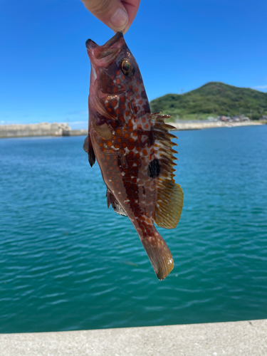 アコウの釣果