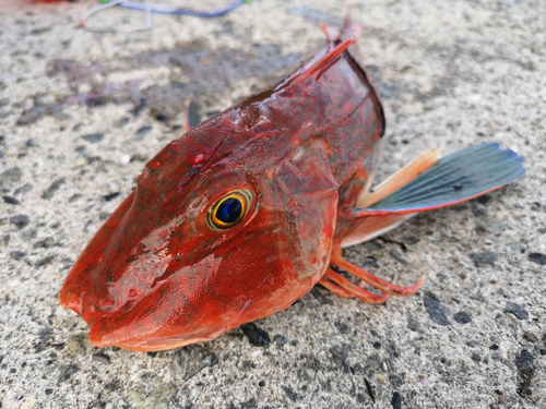 ホウボウの釣果