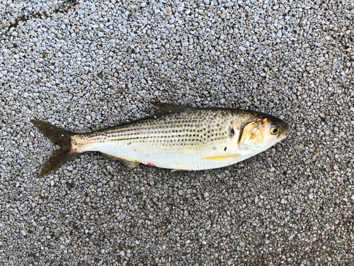 コノシロの釣果