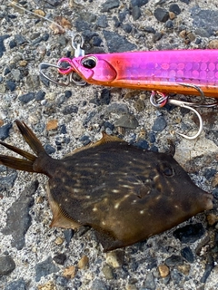 カワハギの釣果