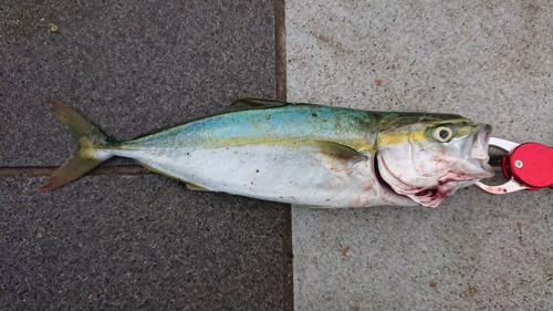 ツバスの釣果