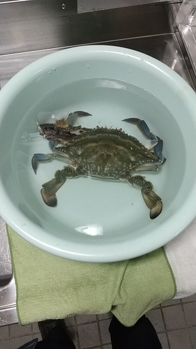 ワタリガニの釣果