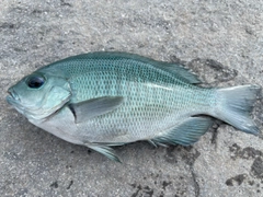 メジナの釣果