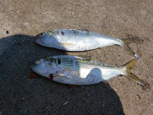 コノシロの釣果