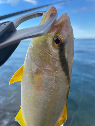 ショゴの釣果