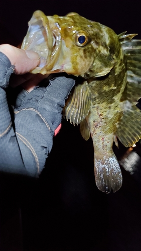 ベッコウゾイの釣果