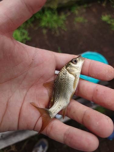 コイの釣果