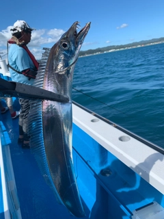 タチウオの釣果