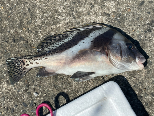 コショウダイの釣果