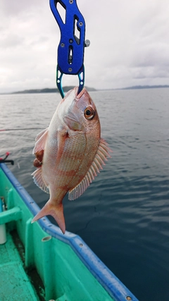 チャリコの釣果