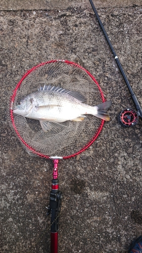 キチヌの釣果