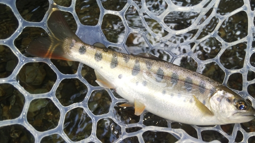 ヤマメの釣果